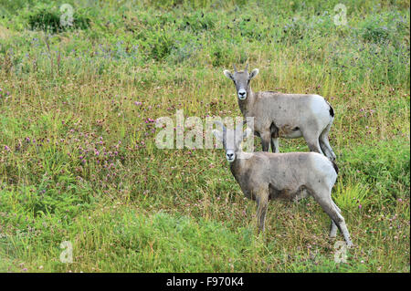 Zwei junge rocky Mountain Bighorn Schafe Orvis Canadensis; stehend in der üppigen Vegetation auf einem Seite-Hügel in der Nähe von Cadomine Alberta Stockfoto