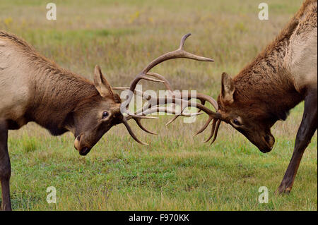 Eine Nahaufnahme von zwei jungen Stier Elch Cervus Elaphus in einer Schlacht während der Brunftzeit im Jasper National Park in Alberta Stockfoto