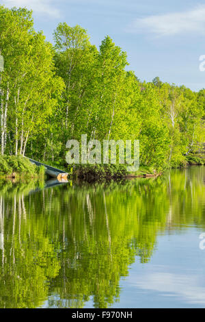 Birken (Betula Papyrifera) spiegelt sich in Silver Lake, Sudbury, Ontario, Kanada Stockfoto