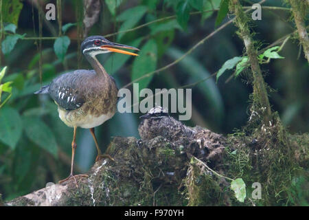 Sunbittern (Eurypyga Helias) nisten und Fütterung Küken entlang eines Flusses in Costa Rica. Stockfoto