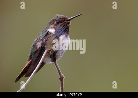 Vulkan-Kolibri (Selasphorus Flammula) thront auf einem Ast in Costa Rica. Stockfoto