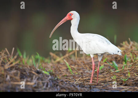 Weißer Ibis (Eudocimus Albus) Fütterung am Ufer eines Flusses in Costa Rica, Zentralamerika. Stockfoto