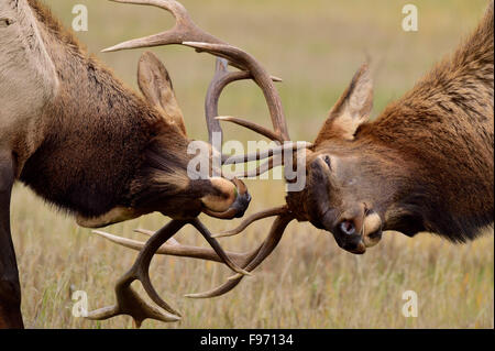 Eine Nahaufnahme von zwei jungen Stier Elch Cervus Elaphus sperren Geweih in einer Schlacht während der Brunftzeit im Jasper National Park Stockfoto