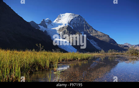 Grass, Mount Robson, British Columbia, Kanada Stockfoto