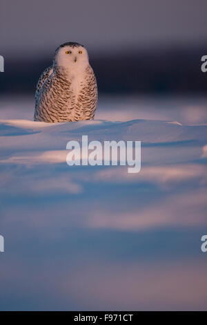 Snowy Eule, Bubo Scandiacus, Winter, Quebec, Kanada Stockfoto