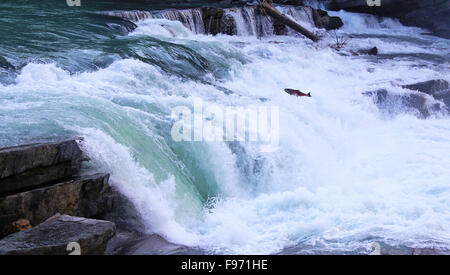 Lachs aufspringend Nachhut fällt Fraser River Lachs laufen Stockfoto