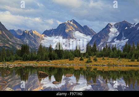 Tonquin Tal Jasper Park caribou Stockfoto