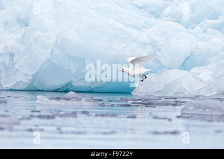 Elfenbein Möwe (Pagophila Eburnea), Erwachsene ausziehen aus Eis am Gletscherfront, Samarinvagen Bay, Hornsund Fjord,, Svalbard Stockfoto