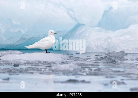 Elfenbein Möwe (Pagophila Eburnea), Erwachsene auf Eis am Gletscherfront, Samarinvagen Bay, Hornsund Fjord, Spitzbergen, Arktis Stockfoto