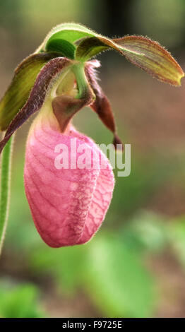 Rosa Frauenschuh (Cypripedium Acaule), Great Smoky Mountains National Park, Tennessee, Vereinigte Staaten von Amerika Stockfoto