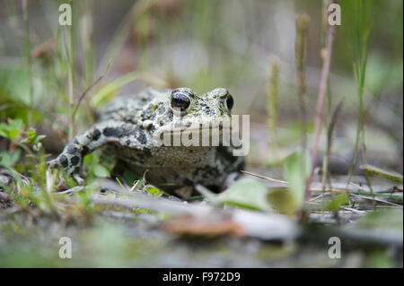 Anaxyrus Boreas, Kröte, westliche Kröte, British Columbia, Kanada Stockfoto