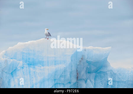 Glaucous Möwe (Larus Hyperboreus), Erwachsene auf Eisberg bei Gletscherfront, Samarinvagen Bay, Hornsund Fjord, Svalbard-Archipel, Stockfoto