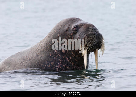 Atlantische Walross (Odobenus Rosmarus Rosmarus), Andréetangen Landzunge, Edgeøya (Edge Island), Spitzbergen, Arktis Norwegen. Stockfoto