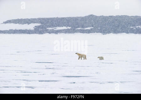 Eisbär (Ursus Maritimus), weibliche und Cub zum Jahresende zu Fuß auf Packeis im Schneesturm, Hochstetterbreen (südlich des Gletschers Stockfoto