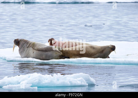 Atlantische Walrosse (Odobenus Rosmarus Rosmarus), ruht auf Eisscholle, Spitzbergen, Arktis Norwegen. Stockfoto