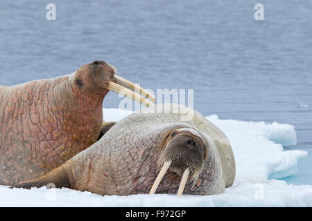 Atlantische Walrosse (Odobenus Rosmarus Rosmarus), ruht auf Eisscholle, Spitzbergen, Arktis Norwegen. Stockfoto