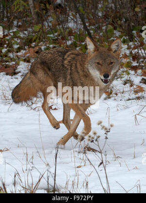 Kojote (Canis Latrans), Superior National Forest, MN, USA Stockfoto