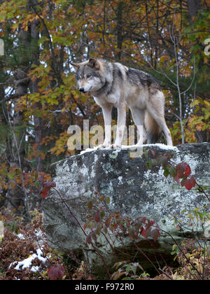 Grauer Wolf auf Boulder im herbstlichen Wald stehen; Norden von Minnesota, Lake Superior Region; (Canis Lupus). Stockfoto