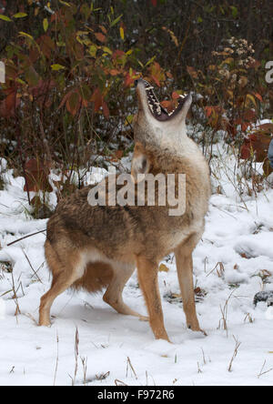 Kojote (Canis Latrans), heulen, Superior National Forest, MN, USA Stockfoto