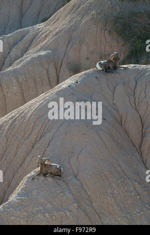 Rocky Mountain Bighorn Schafe Rams (ÖVUS Canadensis), eingeführt im Jahr 1964, Badlands Nationalpark, SD, USA Stockfoto