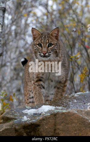 Rotluchs (Lynx Rufus), Superior National Forest, MN, USA Stockfoto