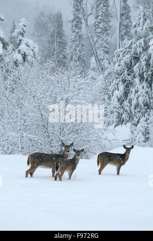 Whitetailed Rotwild (Odocoileus Virginianus), Winter, Mutter und Jährling, Lake Superior, ON, Kanada Stockfoto