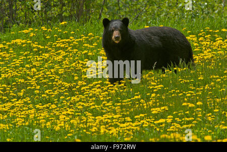 Amerikanischer Schwarzbär, weiblich oder Sau, (Ursus Americanus) am Rande des Waldes in einem Feld von blühenden Löwenzahn stehen.  In der Nähe Stockfoto