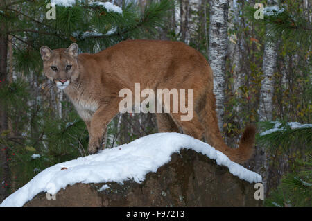 PUMA/Cougar auf schneebedeckter Boulder in borealen Wald stehen;  (Puma Concolor) Nordamerika, im Winter. Stockfoto