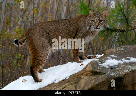 Rotluchs (Lynx Rufus), Superior National Forest, MN, USA Stockfoto