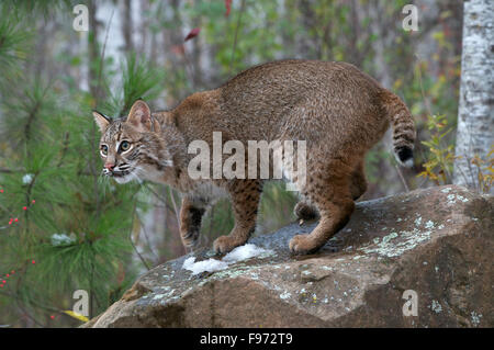 Rotluchs (Lynx Rufus), zeigt Schweif, Superior National Forest, MN, USA Stockfoto