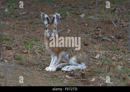 Schneeschuh-Hase (Lepus Americanus), auch genannt die unterschiedlichen Hase, Frühling, Quetico Provincial Park, ON, Kanada Stockfoto