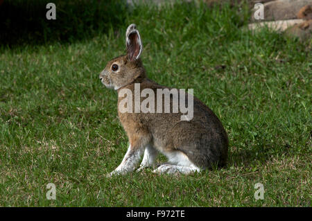 Schneeschuh-Hase (Lepus Americanus), auch genannt die unterschiedlichen Hase, Frühling, Quetico Provincial Park, ON, Kanada Stockfoto