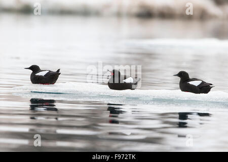 Schwarzen Guillemot (Cepphus Grylle), auf Eis, Hamilton Bay (Hamiltonbukta), Spitzbergen, Arktis Norwegen. Stockfoto