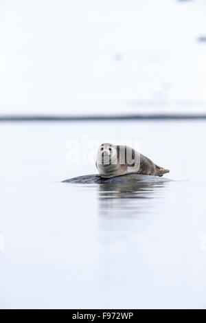 Bergen Sie Dichtung (Phoca Vitulina), geschleppt, auf Felsen, Magdalenefjorden, Spitzbergen, Arktis Norwegen. Svalbard-Markierungen der Stockfoto