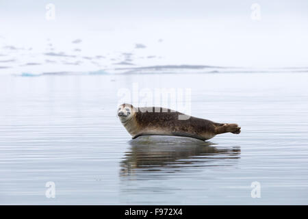 Bergen Sie Dichtung (Phoca Vitulina), geschleppt, auf Felsen, Magdalenefjorden, Spitzbergen, Arktis Norwegen. Svalbard ist die Stockfoto