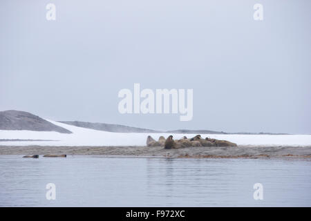 Atlantische Walross (Odobenus Rosmarus Rosmarus), bei Haulout, Magdalenefjorden, Spitzbergen, Arktis Norwegen. Stockfoto