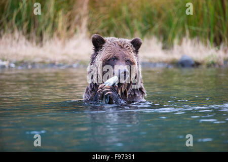 Grizzly Bär (Ursus Arctos Horribilis), Essen Sockeye Lachs (Oncorhynchus Nerka), Landesinneren, Britisch-Kolumbien. Stockfoto