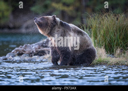 Grizzly Bär (Ursus Arctos Horribilis), schütteln Wasser aus Pelz, Landesinneren, Britisch-Kolumbien. Stockfoto