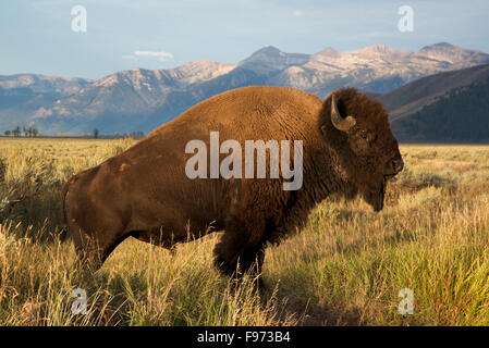 Malerische Bild der Bull Bison in Grünland mit Grand Teton Bergkette in Ferne (Bison Bison), Grand Teton National Park, Stockfoto