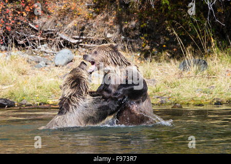 Grizzly Bär (Ursus Arctos Horribilis), spielen zweijährige alten Jungen kämpfen im Fluss, Landesinneren, Britisch-Kolumbien. Stockfoto