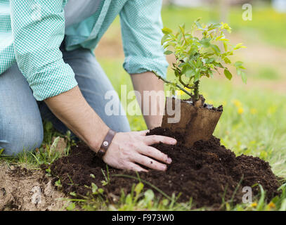 Nahaufnahme des jungen Mannes Hände Einpflanzen kleinen Baum in seinem Hinterhofgarten Stockfoto