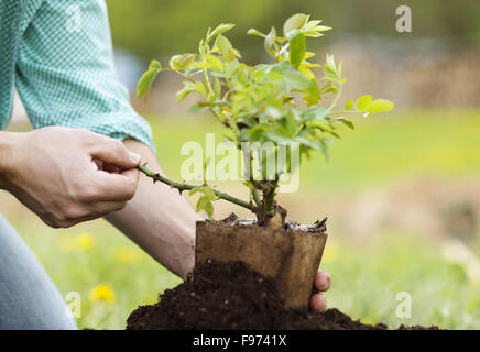 Nahaufnahme des jungen Mannes Hände Einpflanzen kleinen Baum in seinem Hinterhofgarten Stockfoto