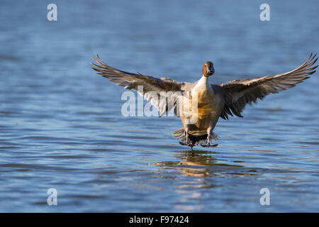 Nördliche Pintail (Anas Acuta), Männlich, Landung, Reifel Migratory Bird Sanctuary, Delta, Britisch-Kolumbien. Stockfoto