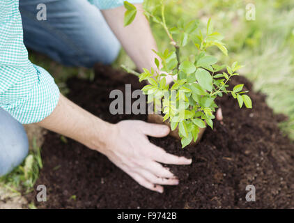 Nahaufnahme des jungen Mannes Hände Einpflanzen kleinen Baum in seinem Hinterhofgarten Stockfoto