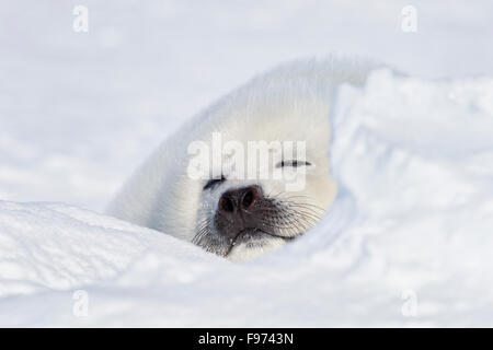 Harp Seal (Pagophilus Groenlandicus), Whitecoat Pup, auf Eisschollen, St.-Lorenz-Golf, in der Nähe von Îles De La Madeleine (Magdalen Stockfoto