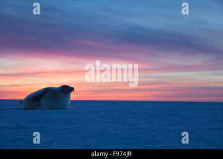 Harp Seal (Pagophilus Groenlandicus), erwachsenes Weibchen auf Eisschollen bei Sonnenuntergang, St.-Lorenz-Golf, in der Nähe von Îles De La Madeleine Stockfoto