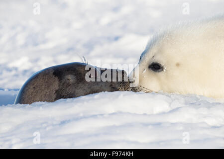 Harp Seal (Pagophilus Groenlandicus), weibliche entstehende Atmung Loch kuschelte Whitecoat Pup auf Eisschollen, Golf von St. Stockfoto