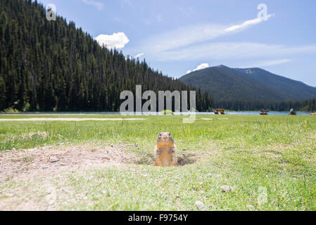 Präriehund, Gattung Cynomys in Manning provincial Park, Britisch-Kolumbien, Kanada. Stockfoto