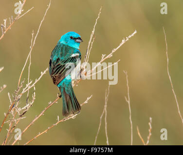 Eine männliche Lazuli Bunting (Passerina Amoena), thront im Thoedore Roosevelt National Park, USA. Stockfoto