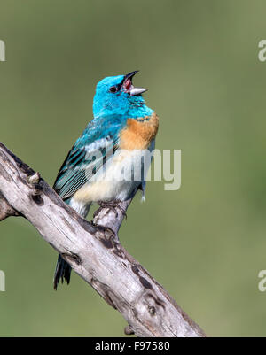 Eine männliche Lazuli Bunting (Passerina Amoena), singt von einem Barsch im Thoedore Roosevelt National Park, USA Stockfoto